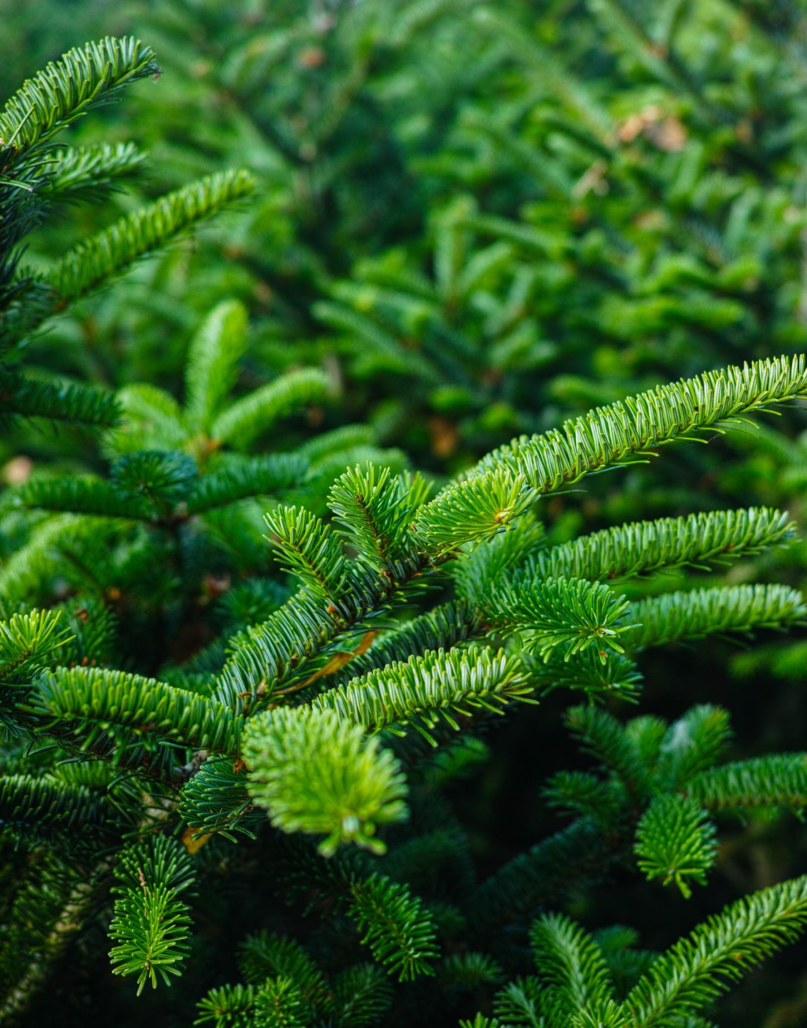 Sapin véritable et écoresponsable jejardinelocal — free download